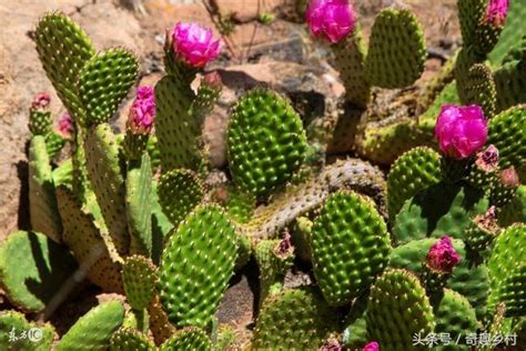 仙人掌開花意義|仙人掌開花代表什麼意思？